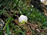 27 Leucojum vernum (Campanelle)